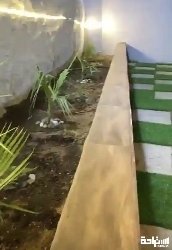 توليب